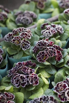 写真 2026-01-17 16 48 40_R_1