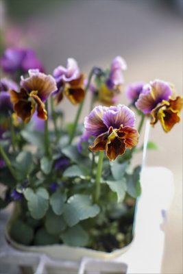 写真 2026-01-22 15 31 47_R_1