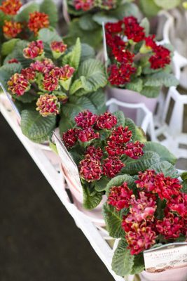 写真 2026-01-18 16 22 38_R_1