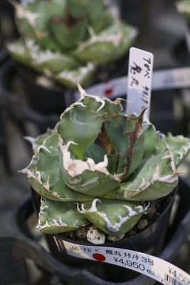 写真 2026-01-26 17 08 06_R_1