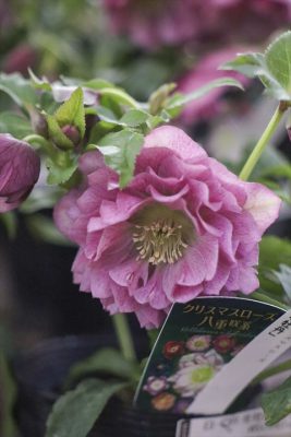 写真 2026-01-21 17 14 50_R_1