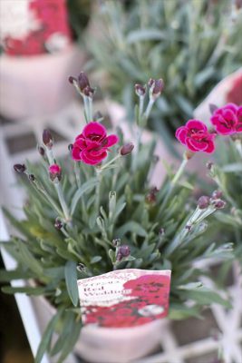 写真 2026-01-17 16 03 46_R_1