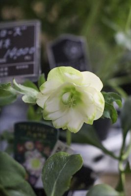 写真 2026-01-21 17 03 27_R_1