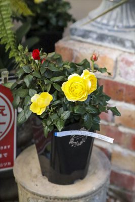 写真 2026-01-30 16 35 16_R_1