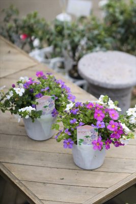 写真 2026-01-19 16 15 58_R_1