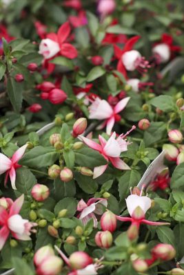 写真 2026-01-21 17 13 22_R_1