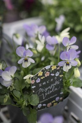 写真 2026-01-21 17 07 10_R_1