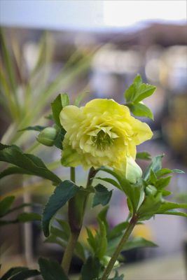 写真 2026-01-24 16 32 11_R_1