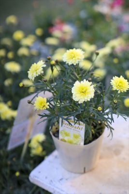 写真 2026-01-18 16 37 10_R_1