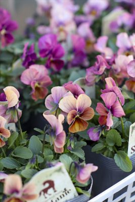 写真 2026-01-08 16 20 06_R_1