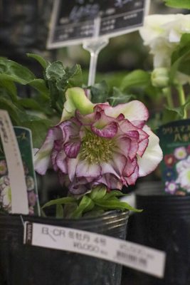 写真 2026-01-21 17 02 51_R_1