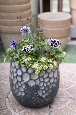 写真 2026-01-25 15 59 32_R_1