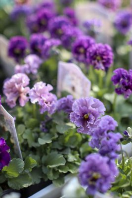 写真 2026-02-04 15 00 35_R_1