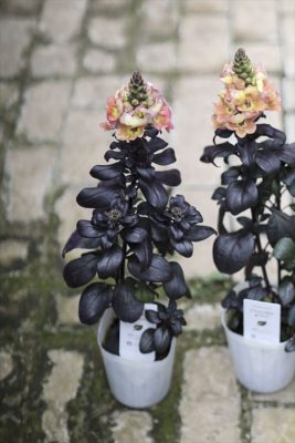 写真 2026-02-25 15 38 16_R_1