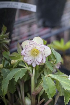 写真 2026-02-11 16 40 35_R_1