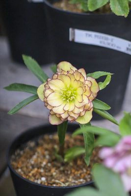 写真 2026-02-06 15 28 42_R_1