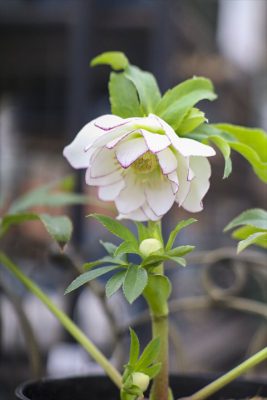 写真 2026-02-05 10 58 20_R_1