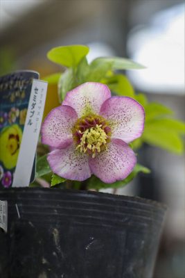 写真 2026-02-05 11 02 54_R_1