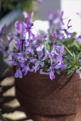 写真 2026-02-03 11 31 28_R_1