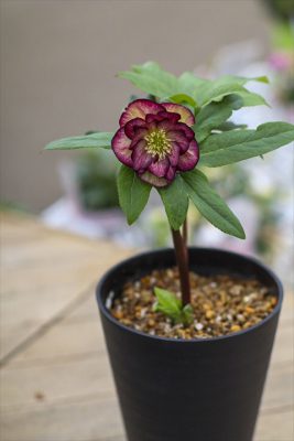 写真 2026-02-05 10 53 27_R_1