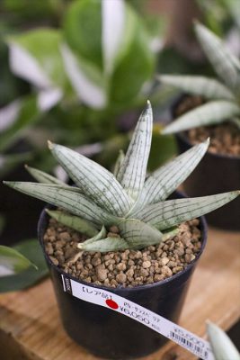 写真 2026-02-16 15 35 00_R_1