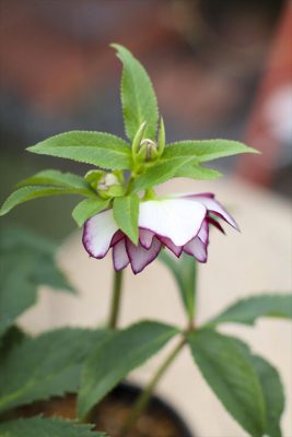 写真 2026-02-05 10 52 23_R_1