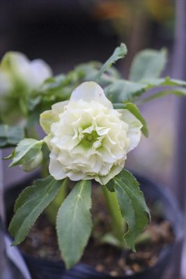 写真 2026-02-11 16 41 50_R_1