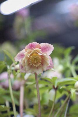 写真 2026-02-25 15 48 55_R_1