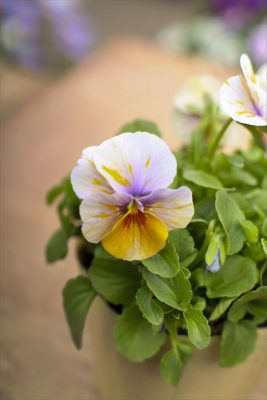 写真 2026-02-06 13 30 53_R_1