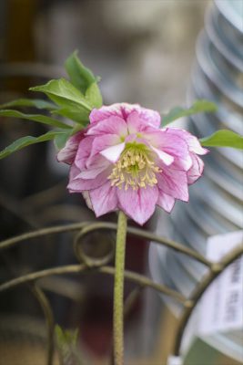 写真 2026-02-05 10 55 43_R_1