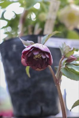 写真 2026-02-11 16 43 11_R_1