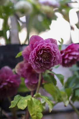 写真 2026-02-20 16 57 32_R_1