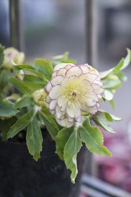 写真 2026-02-11 16 41 05_R_1