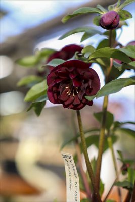 写真 2026-02-23 16 50 42_R_1