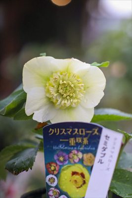 写真 2026-02-05 11 02 30_R_1