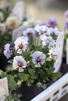 写真 2026-02-04 15 00 28_R_1