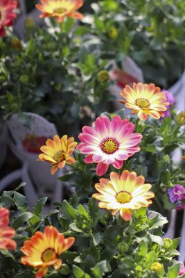 写真 2026-02-04 15 05 07_R_1