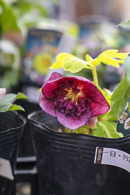 写真 2026-02-05 15 50 30_R_1