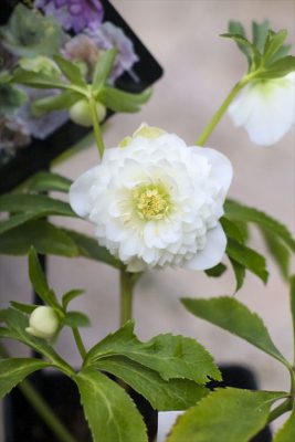 写真 2026-02-16 7 45 32_R_1