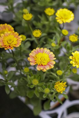 写真 2026-02-16 7 37 43_R_1