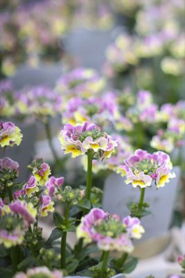 写真 2026-02-16 15 48 10_R_1