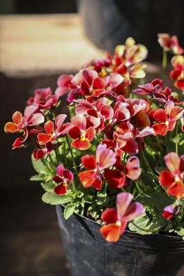 写真 2026-02-03 12 02 09_R_1