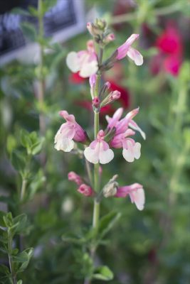 写真 2026-03-26 16 39 39_R_1