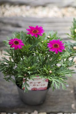 写真 2026-03-04 16 35 49_R_1