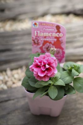 写真 2026-03-26 16 34 26_R_1