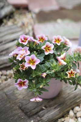 写真 2026-03-26 16 30 34_R_1