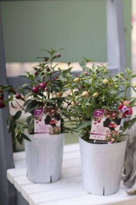 写真 2026-03-29 16 29 56_R_1