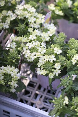 写真 2026-03-26 16 32 51_R_1