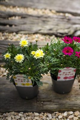 写真 2026-03-08 15 55 35_R_1