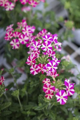 写真 2026-03-26 16 31 23_R_1